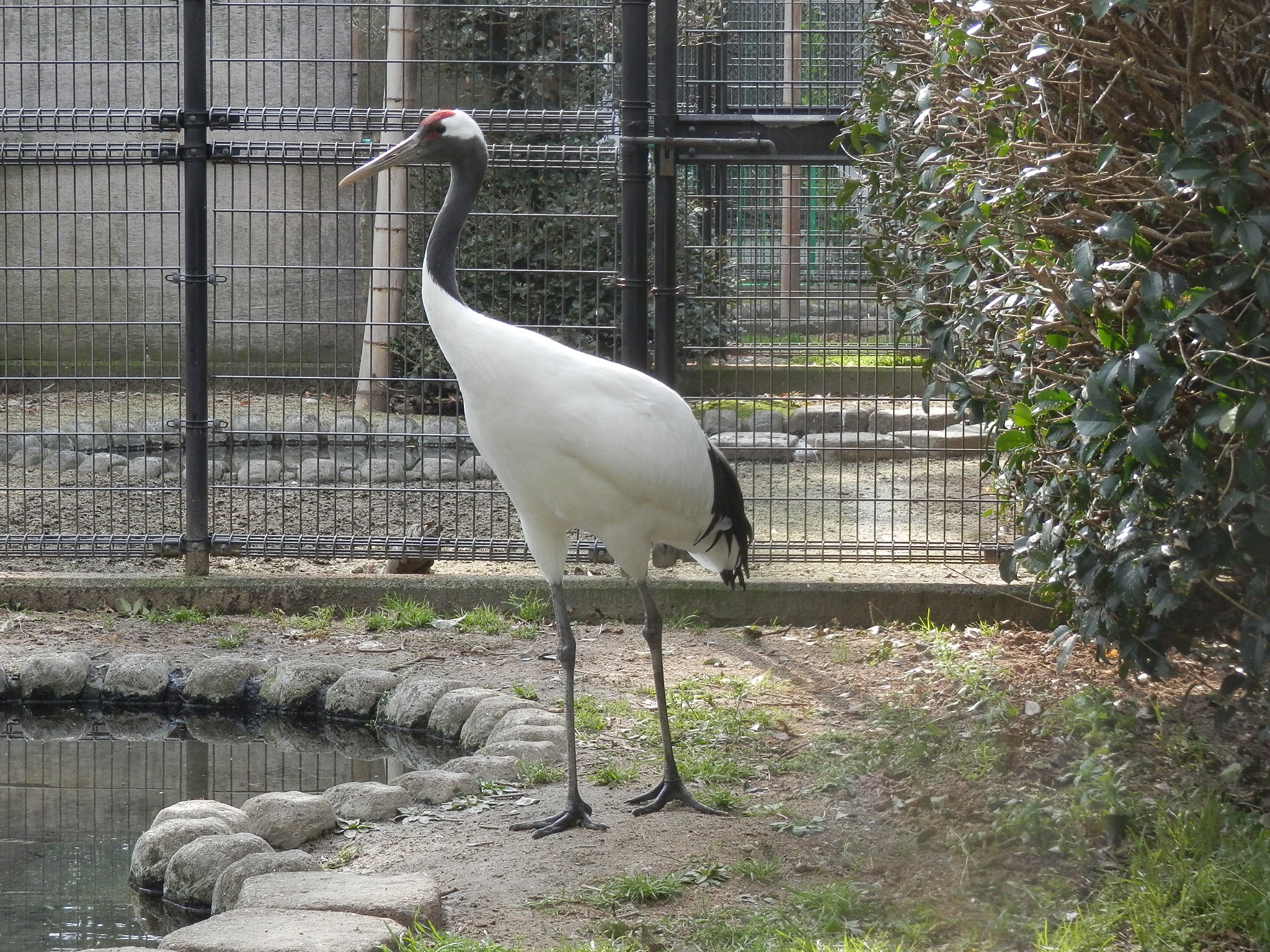 動植物園データベース 熊本市動植物園
